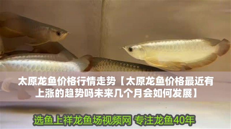 太原龍魚價(jià)格行情走勢(shì)【太原龍魚價(jià)格最近有上漲的趨勢(shì)嗎未來幾個(gè)月會(huì)如何發(fā)展】