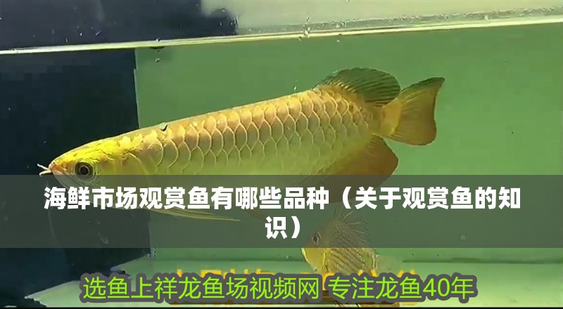 海鮮市場(chǎng)觀賞魚(yú)有哪些品種（關(guān)于觀賞魚(yú)的知識(shí)）
