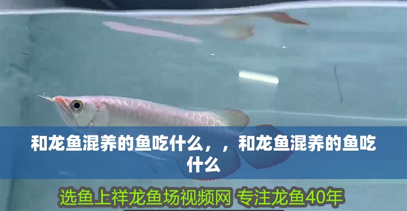 和龍魚混養的魚吃什么，，和龍魚混養的魚吃什么