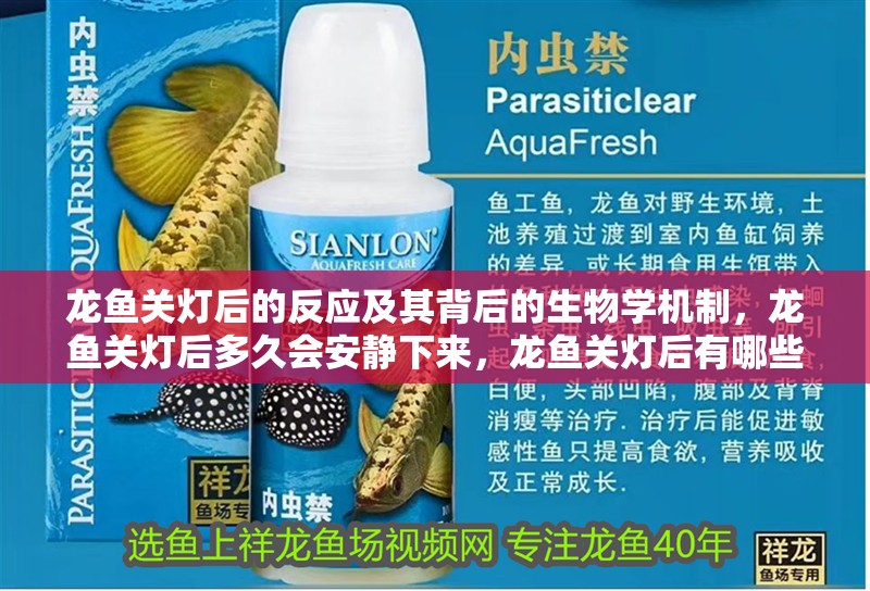 龍魚關(guān)燈后的反應及其背后的生物學機制，龍魚關(guān)燈后多久會安靜下來，龍魚關(guān)燈后有哪些正常行為，龍魚關(guān)燈后多久會安靜下來？