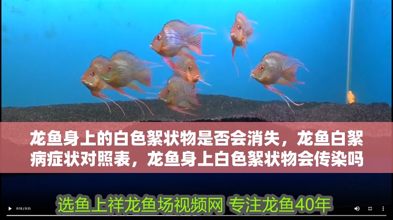 龍魚身上的白色絮狀物是否會消失，龍魚白絮病癥狀對照表，龍魚身上白色絮狀物會傳染嗎？