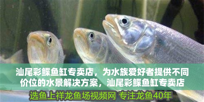 汕尾彩鰈魚缸專賣店，為水族愛好者提供不同價位的水景解決方案，汕尾彩鰈魚缸專賣店