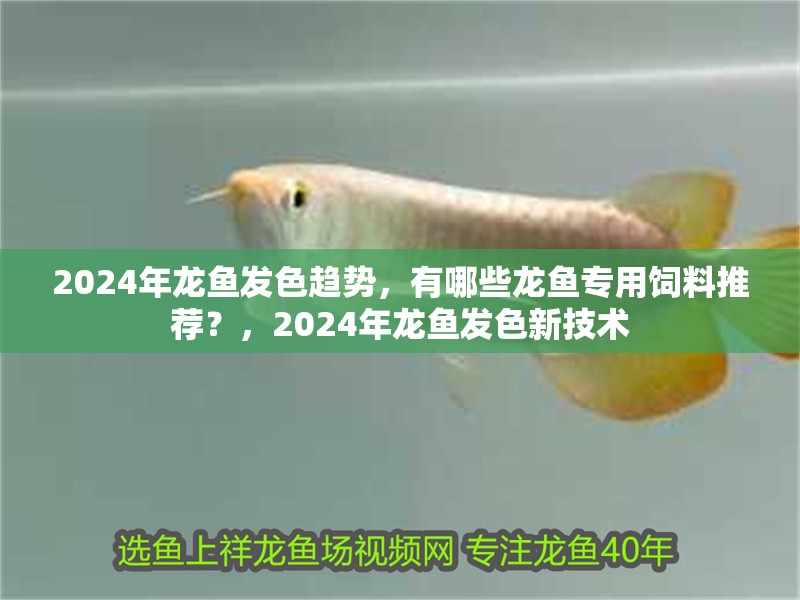 2024年龍魚發色趨勢，有哪些龍魚專用飼料推薦？，2024年龍魚發色新技術