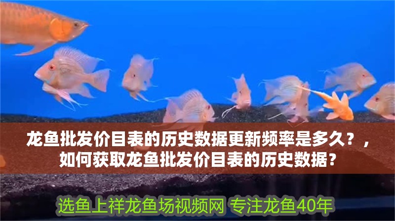 龍魚批發價目表的歷史數據更新頻率是多久？，如何獲取龍魚批發價目表的歷史數據？