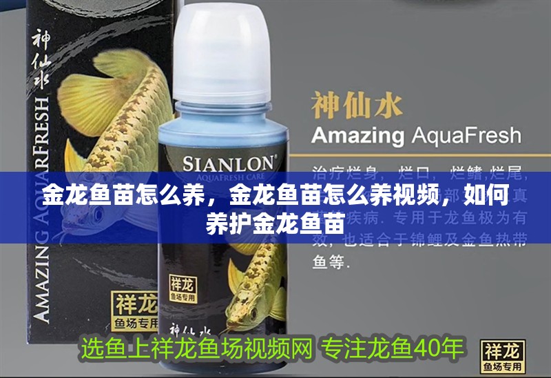 金龍魚苗怎么養，金龍魚苗怎么養視頻，如何養護金龍魚苗