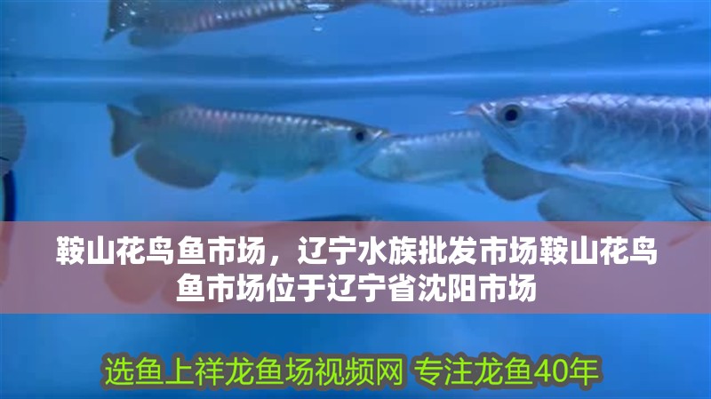 鞍山花鳥魚市場，遼寧水族批發市場鞍山花鳥魚市場位于遼寧省沈陽市場