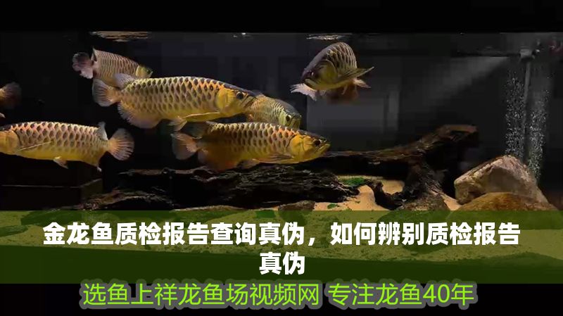 金龍魚質檢報告查詢真偽，如何辨別質檢報告真偽