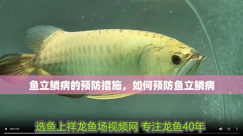 魚立鱗病的預防措施，如何預防魚立鱗病