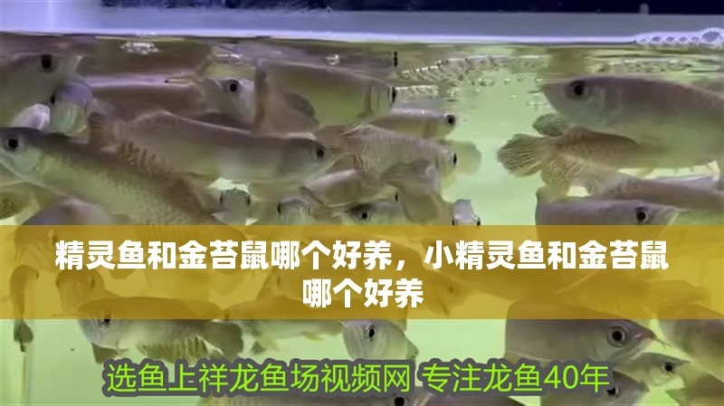 精靈魚和金苔鼠哪個好養，小精靈魚和金苔鼠哪個好養