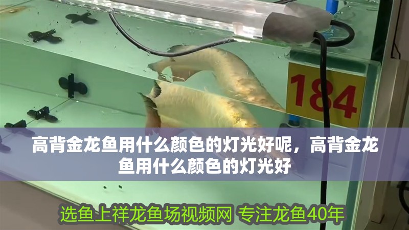 高背金龍魚用什么顏色的燈光好呢，高背金龍魚用什么顏色的燈光好