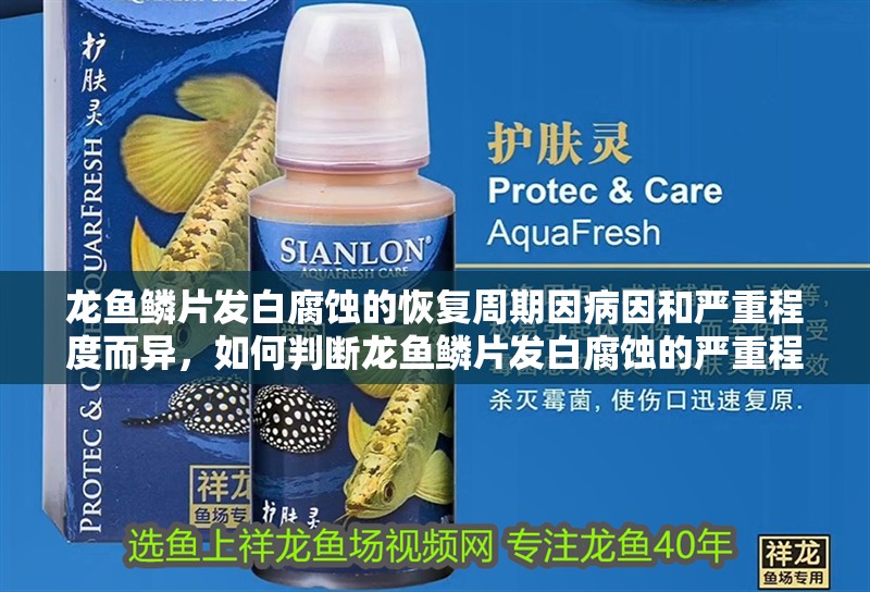 龍魚鱗片發白腐蝕的恢復周期因病因和嚴重程度而異，如何判斷龍魚鱗片發白腐蝕的嚴重程度？