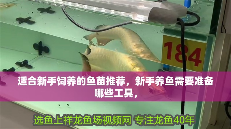 適合新手飼養(yǎng)的魚(yú)苗推薦，新手養(yǎng)魚(yú)需要準(zhǔn)備哪些工具，