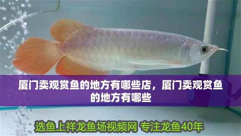 廈門賣觀賞魚的地方有哪些店，廈門賣觀賞魚的地方有哪些