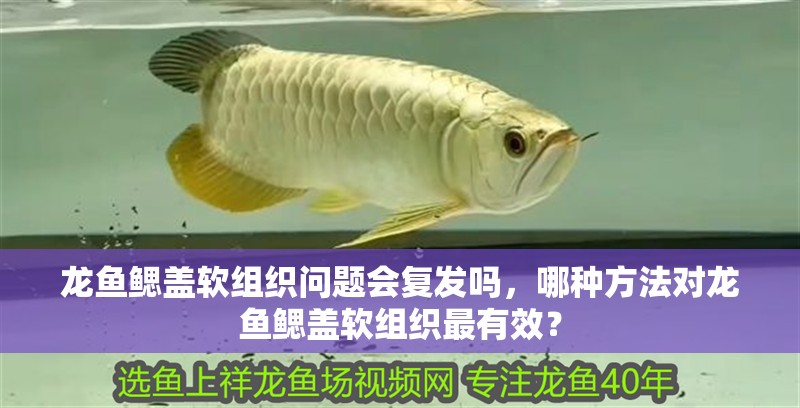 龍魚(yú)鰓蓋軟組織問(wèn)題會(huì)復(fù)發(fā)嗎，哪種方法對(duì)龍魚(yú)鰓蓋軟組織最有效？