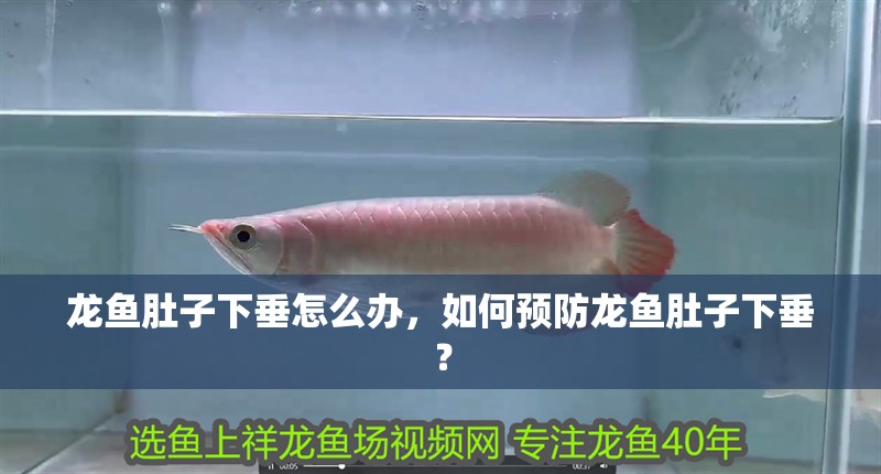 龍魚肚子下垂怎么辦，如何預防龍魚肚子下垂？