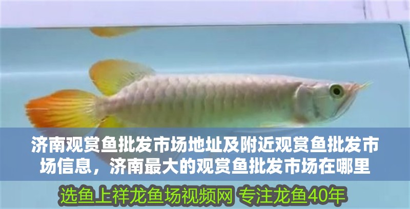 濟南觀賞魚批發市場地址及附近觀賞魚批發市場信息，濟南最大的觀賞魚批發市場在哪里