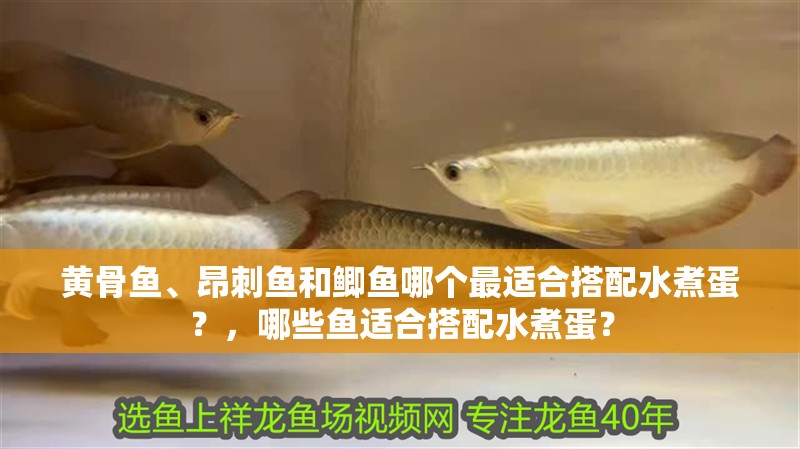黃骨魚、昂刺魚和鯽魚哪個最適合搭配水煮蛋？，哪些魚適合搭配水煮蛋？