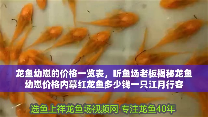 龍魚幼崽的價(jià)格一覽表，聽魚場老板揭秘龍魚幼崽價(jià)格內(nèi)幕紅龍魚多少錢一只江月行客