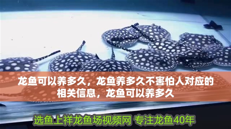 龍魚可以養(yǎng)多久，龍魚養(yǎng)多久不害怕人對應(yīng)的相關(guān)信息，龍魚可以養(yǎng)多久