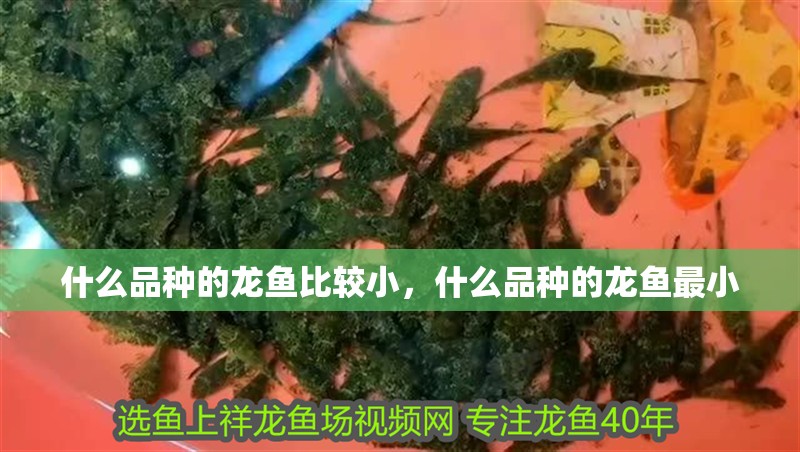 什么品種的龍魚比較小，什么品種的龍魚最小