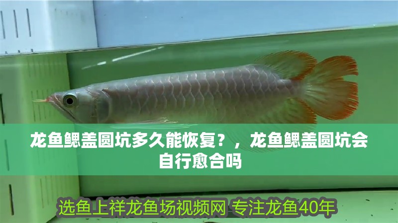 龍魚鰓蓋圓坑多久能恢復？，龍魚鰓蓋圓坑會自行愈合嗎