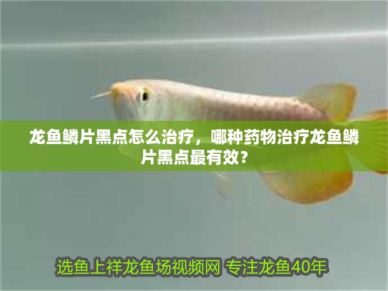 龍魚鱗片黑點怎么治療，哪種藥物治療龍魚鱗片黑點最有效？