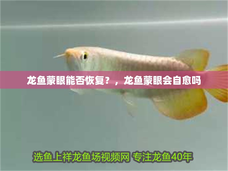 龍魚蒙眼能否恢復？，龍魚蒙眼會自愈嗎