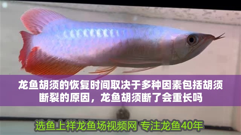 龍魚胡須的恢復時間取決于多種因素包括胡須斷裂的原因，龍魚胡須斷了會重長嗎