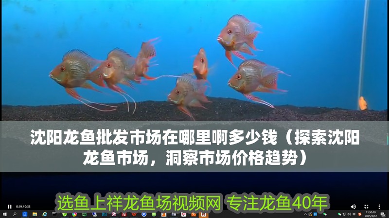 沈陽龍魚批發市場在哪里啊多少錢（探索沈陽龍魚市場，洞察市場價格趨勢）