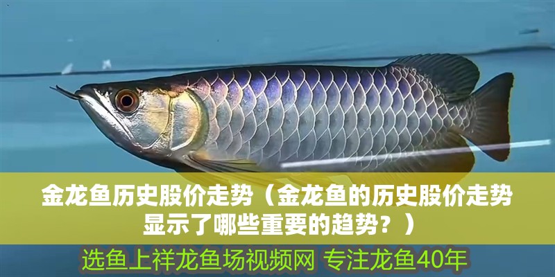 金龍魚歷史股價走勢（金龍魚的歷史股價走勢顯示了哪些重要的趨勢？） 金龍魚歷史股價走勢（金龍魚的歷史股價走勢顯示了哪些重要的趨勢？） 觀賞魚百科