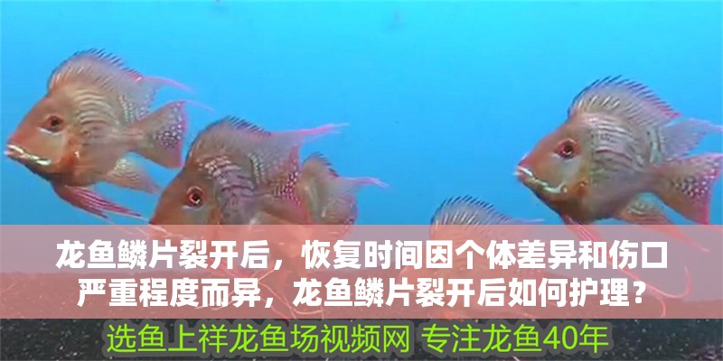 龍魚鱗片裂開后，恢復時間因個體差異和傷口嚴重程度而異，龍魚鱗片裂開后如何護理？