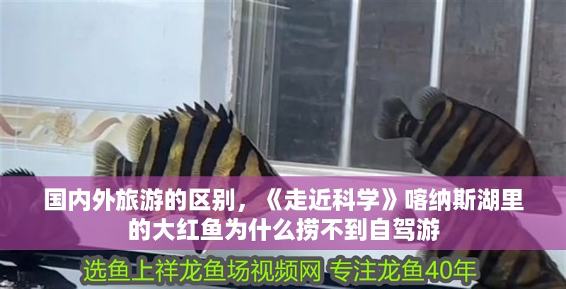 國內外旅游的區別，《走近科學》喀納斯湖里的大紅魚為什么撈不到自駕游