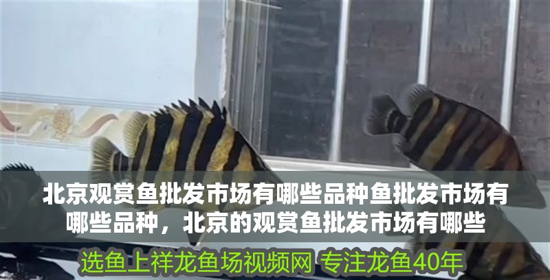 北京觀賞魚批發(fā)市場有哪些品種魚批發(fā)市場有哪些品種，北京的觀賞魚批發(fā)市場有哪些