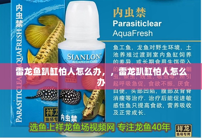 雷龍魚(yú)趴缸怕人怎么辦，，雷龍趴缸怕人怎么辦