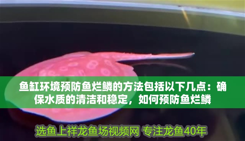 魚缸環(huán)境預(yù)防魚爛鱗的方法包括以下幾點(diǎn)：確保水質(zhì)的清潔和穩(wěn)定，如何預(yù)防魚爛鱗