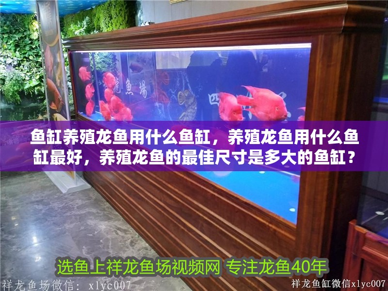 魚缸養殖龍魚用什么魚缸，養殖龍魚用什么魚缸最好，養殖龍魚的最佳尺寸是多大的魚缸？