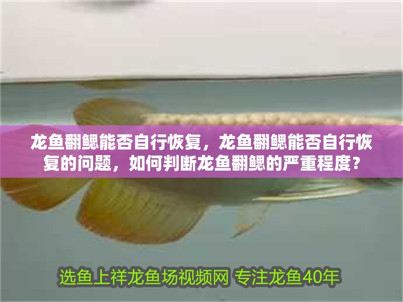 龍魚(yú)翻鰓能否自行恢復(fù)，龍魚(yú)翻鰓能否自行恢復(fù)的問(wèn)題，如何判斷龍魚(yú)翻鰓的嚴(yán)重程度？
