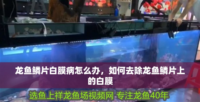 龍魚鱗片白膜病怎么辦，如何去除龍魚鱗片上的白膜