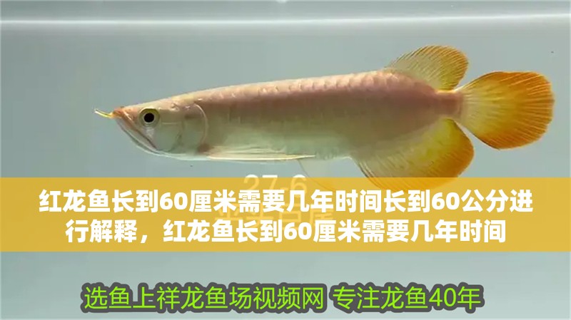 紅龍魚長到60厘米需要幾年時間長到60公分進行解釋，紅龍魚長到60厘米需要幾年時間