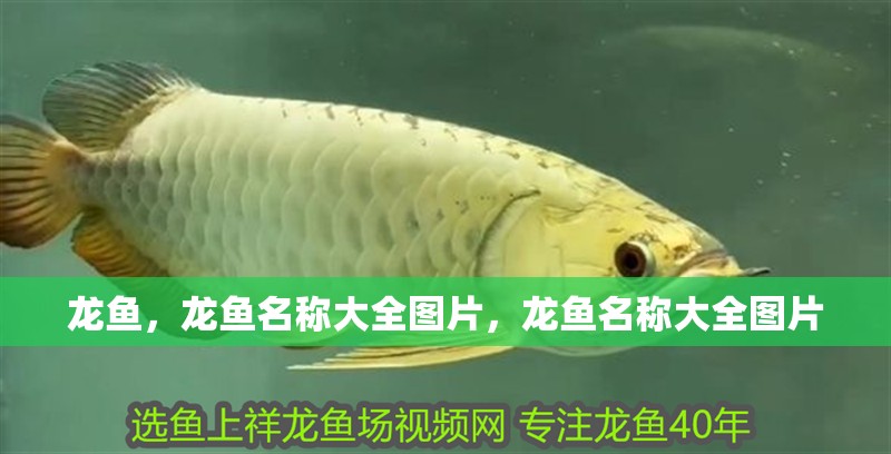 龍魚，龍魚名稱大全圖片，龍魚名稱大全圖片