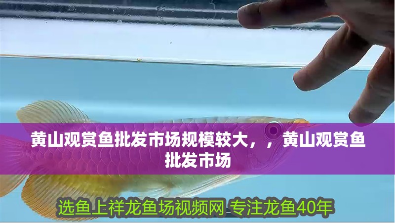 黃山觀賞魚批發市場規模較大，，黃山觀賞魚批發市場