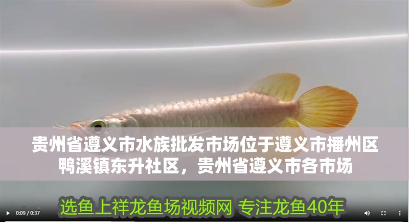 貴州省遵義市水族批發市場位于遵義市播州區鴨溪鎮東升社區，貴州省遵義市各市場