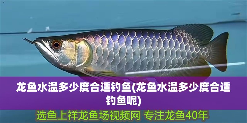 龍魚水溫多少度合適釣魚(龍魚水溫多少度合適釣魚呢)