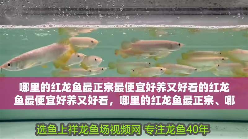 哪里的紅龍魚最正宗最便宜好養(yǎng)又好看的紅龍魚最便宜好養(yǎng)又好看，哪里的紅龍魚最正宗、哪里的紅龍魚最便宜、哪里紅龍品種好