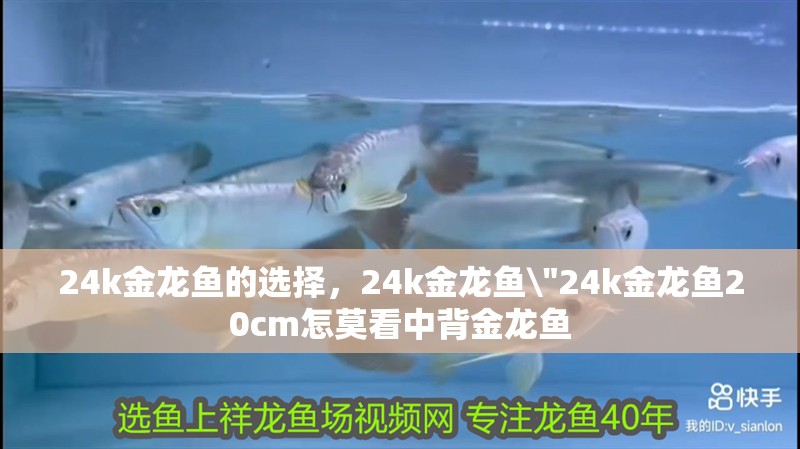 24k金龍魚的選擇，24k金龍魚\