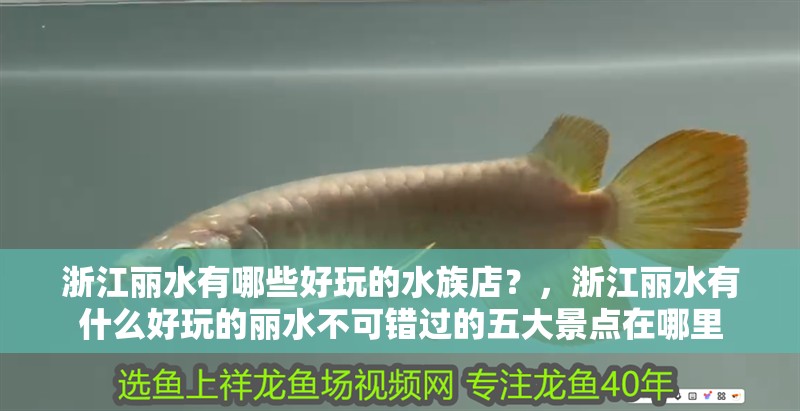 浙江麗水有哪些好玩的水族店？，浙江麗水有什么好玩的麗水不可錯過的五大景點在哪里