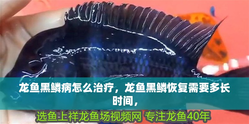 龍魚黑鱗病怎么治療，龍魚黑鱗恢復(fù)需要多長時間，