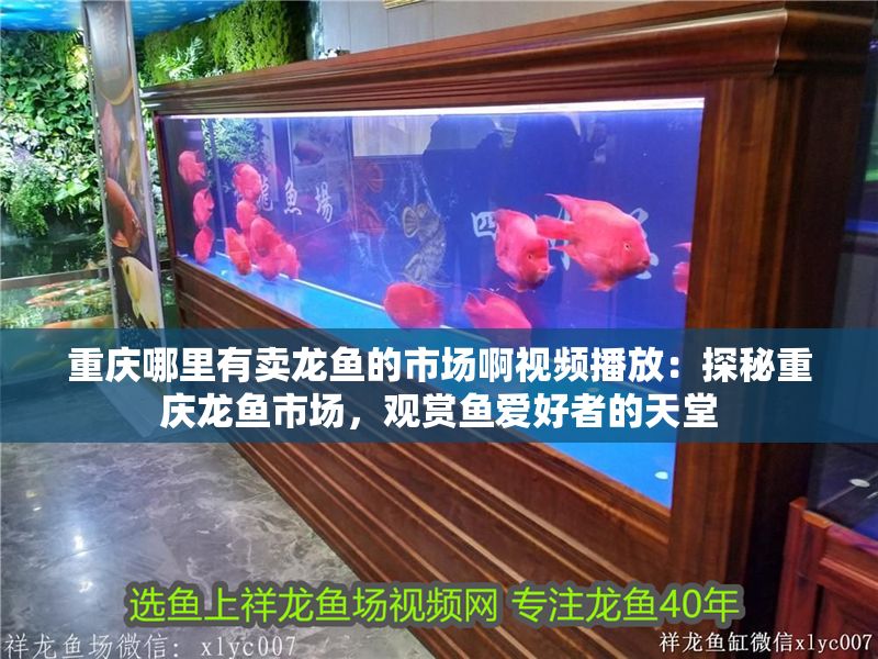 重慶哪里有賣龍魚的市場啊視頻播放：探秘重慶龍魚市場，觀賞魚愛好者的天堂