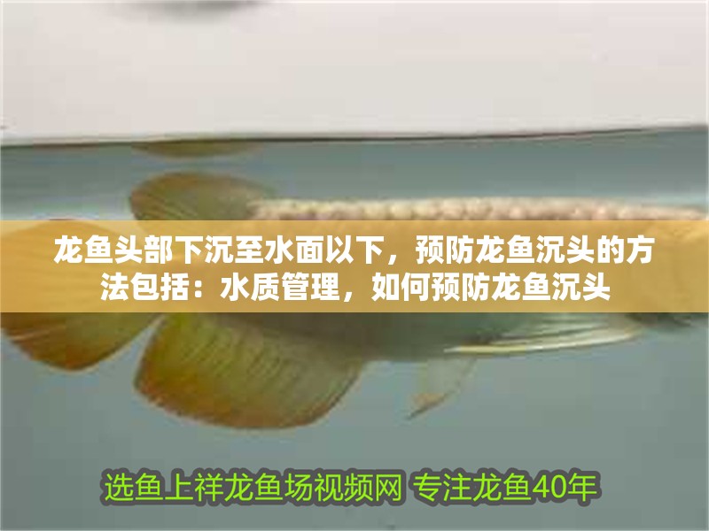 龍魚頭部下沉至水面以下，預防龍魚沉頭的方法包括：水質管理，如何預防龍魚沉頭