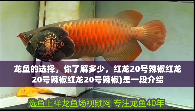龍魚(yú)的選擇，你了解多少，紅龍20號(hào)辣椒紅龍20號(hào)辣椒紅龍20號(hào)辣椒)是一段介紹